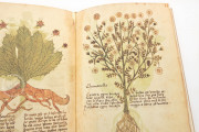 Herbarium of Trento, Trento, Castello del Buonconsiglio − Photo 8