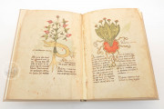 Herbarium of Trento, Trento, Castello del Buonconsiglio − Photo 9