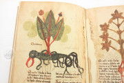 Herbarium of Trento, Trento, Castello del Buonconsiglio − Photo 10