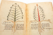Herbarium of Trento, Trento, Castello del Buonconsiglio − Photo 11