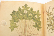Herbarium of Trento, Trento, Castello del Buonconsiglio − Photo 12