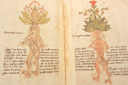Herbarium of Trento, Trento, Castello del Buonconsiglio − Photo 13