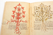 Herbarium of Trento, Trento, Castello del Buonconsiglio − Photo 14