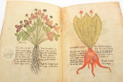 Herbarium of Trento, Trento, Castello del Buonconsiglio − Photo 15