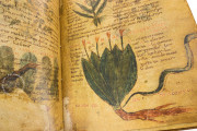 Herbolarium et materia medica, Lucca, Biblioteca Statale di Lucca, Ms. 296 − Photo 10
