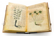 Herbolarium et materia medica, Lucca, Biblioteca Statale di Lucca, Ms. 296 − Photo 11