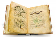 Herbolarium et materia medica, Lucca, Biblioteca Statale di Lucca, Ms. 296 − Photo 16