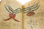 Herbolarium et materia medica, Lucca, Biblioteca Statale di Lucca, Ms. 296 − Photo 17