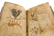 Herbolarium et materia medica, Lucca, Biblioteca Statale di Lucca, Ms. 296 − Photo 24