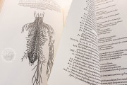 Andreas Vesalius: De Humani Corporis Fabrica, London, British Library, 548.i.2.(1) − Photo 9