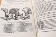 Andreas Vesalius: De Humani Corporis Fabrica, London, British Library, 548.i.2.(1) − Photo 13