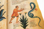 Codex of Medicine of Frederick II, Florence, Biblioteca Medicea Laurenziana, MS Plut. 73.16 − Photo 3