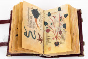 Codex of Medicine of Frederick II, Florence, Biblioteca Medicea Laurenziana, MS Plut. 73.16 − Photo 6