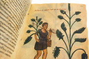 Codex of Medicine of Frederick II, Florence, Biblioteca Medicea Laurenziana, Ms. Plut. 73.16 − Photo 15