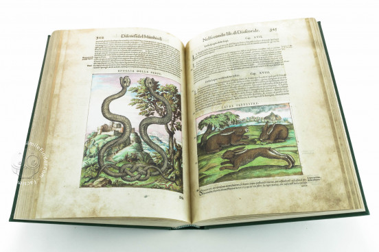 Discorsi del Mattioli Illustrated by Gherardo Cibo, Rari 278 - Biblioteca Alessandrina (Rome, Italy) Biblioteca Alessandrina (Rome, Italy) − photo 1