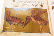 Libro de la Utilidad de los Animales, San Lorenzo de El Escorial, Real Biblioteca del Monasterio de El Escorial, ms. árabe 898 − Photo 4