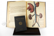 Anatomia Depicta, Florence, Biblioteca Nazionale Centrale − Photo 3