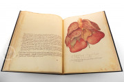 Anatomia Depicta, Florence, Biblioteca Nazionale Centrale − Photo 4