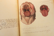 Anatomia Depicta, Florence, Biblioteca Nazionale Centrale − Photo 5