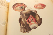 Anatomia Depicta, Florence, Biblioteca Nazionale Centrale − Photo 6