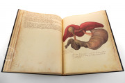 Anatomia Depicta, Florence, Biblioteca Nazionale Centrale − Photo 10