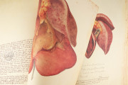 Anatomia Depicta, Florence, Biblioteca Nazionale Centrale − Photo 11