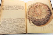 Anatomia Depicta, Florence, Biblioteca Nazionale Centrale − Photo 12