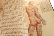 Anatomia Depicta, Florence, Biblioteca Nazionale Centrale − Photo 14