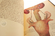 Anatomia Depicta, Florence, Biblioteca Nazionale Centrale − Photo 19