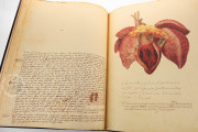 Anatomia Depicta, Florence, Biblioteca Nazionale Centrale − Photo 21