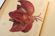 Anatomia Depicta, Florence, Biblioteca Nazionale Centrale − Photo 22