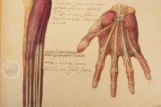 Anatomia Depicta, Florence, Biblioteca Nazionale Centrale − Photo 26