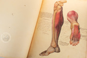 Anatomia Depicta, Florence, Biblioteca Nazionale Centrale − Photo 27