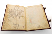 Acerba by Cecco d'Ascoli, Florence, Biblioteca Medicea Laurenziana, Ms Pluteo 40.52 − Photo 8