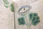 Voynich Manuscript, New Haven, Beinecke Rare Book and Manuscript Library, MS 408 − Photo 12