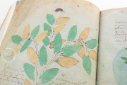 Voynich Manuscript, New Haven, Beinecke Rare Book and Manuscript Library, MS 408 − Photo 13