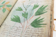 Voynich Manuscript, New Haven, Beinecke Rare Book and Manuscript Library, MS 408 − Photo 14