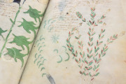 Voynich Manuscript, New Haven, Beinecke Rare Book and Manuscript Library, MS 408 − Photo 15