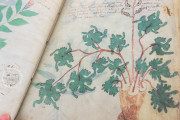Voynich Manuscript, New Haven, Beinecke Rare Book and Manuscript Library, MS 408 − Photo 16
