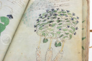 Voynich Manuscript, New Haven, Beinecke Rare Book and Manuscript Library, MS 408 − Photo 17