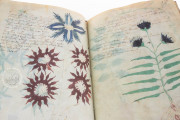 Voynich Manuscript, New Haven, Beinecke Rare Book and Manuscript Library, MS 408 − Photo 18