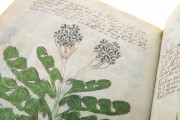 Voynich Manuscript, New Haven, Beinecke Rare Book and Manuscript Library, MS 408 − Photo 19