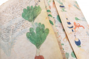 Voynich Manuscript, New Haven, Beinecke Rare Book and Manuscript Library, MS 408 − Photo 27