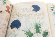 Voynich Manuscript, New Haven, Beinecke Rare Book and Manuscript Library, MS 408 − Photo 29