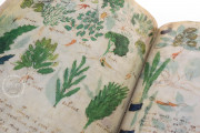 Voynich Manuscript, New Haven, Beinecke Rare Book and Manuscript Library, MS 408 − Photo 30