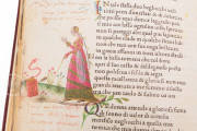 Petrarca Queriniano, Brescia, Biblioteca Queriniana, Inc. G V 15 − Photo 14