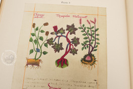 Badianus Manuscript, Vatican City, Biblioteca Apostolica Vaticana, MS Barb. lat. 241 − Photo 4