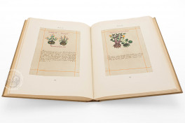 Badianus Manuscript, Vatican City, Biblioteca Apostolica Vaticana, MS Barb. lat. 241 − Photo 5
