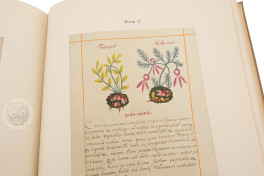 Badianus Manuscript, Vatican City, Biblioteca Apostolica Vaticana, MS Barb. lat. 241 − Photo 6