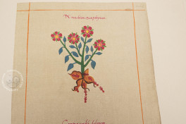 Badianus Manuscript, Vatican City, Biblioteca Apostolica Vaticana, MS Barb. lat. 241 − Photo 10